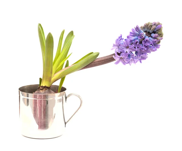 Blue Hyacinth Flowering Spike Isolated White Forced Winter Bulb — Stock Photo, Image