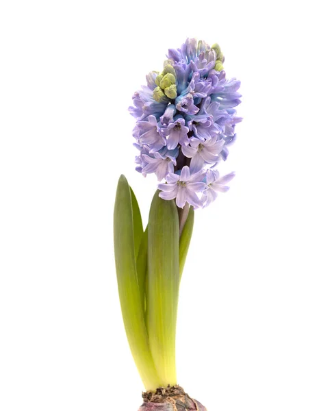 Blue Hyacinth Flowering Spike Isolated White Forced Winter Bulb — Stock Photo, Image