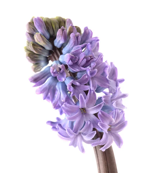 Blue Hyacinth Flowering Spike Isolated White Forced Winter Bulb — Stock Photo, Image