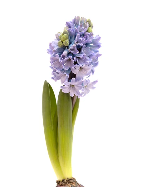 Modrý Hyacintový Kvetoucí Hrot Izolovaný Bílé Nucené Zimní Žárovce — Stock fotografie