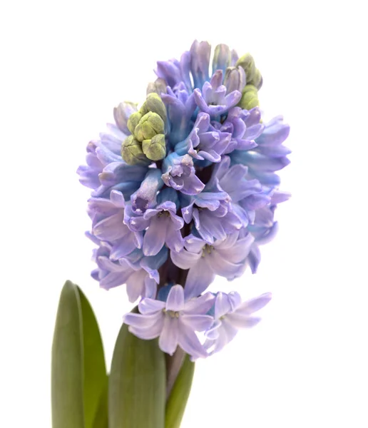 Blå Hyacint Blommande Spik Isolerad Vit Påtvingad Vinter Glödlampa — Stockfoto