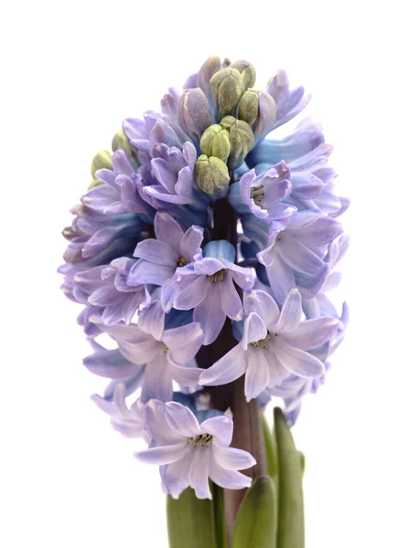 Blue Hyacinth Flowering Spike Isolated White Forced Winter Bulb — Stock Photo, Image