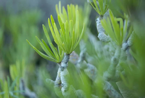 Flora Gran Canaria Kleinia Neriifolia Saftig Växt Endemisk Till Kanarieöarna — Stockfoto