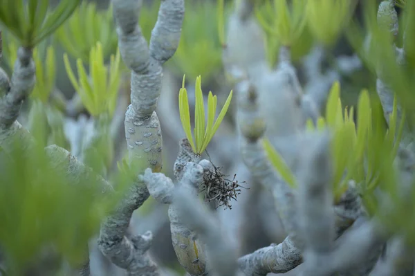 Flora Von Gran Canaria Sukkulente Kleinia Neriifolia Endemisch Auf Den — Stockfoto