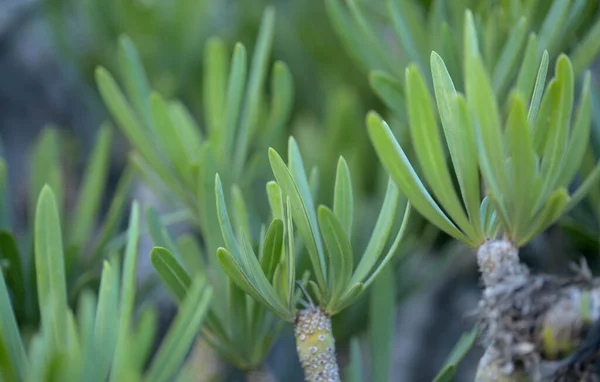 Flóra Gran Canaria Kleinia Neriifolia Šťavnatá Rostlina Endemická Pro Kanárské — Stock fotografie
