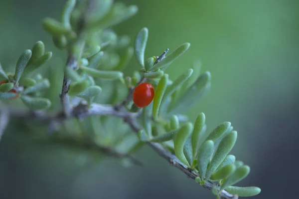 Flora Gran Canaria Lycium Intricatum Морська Колючка Родом Канарських Островів — стокове фото