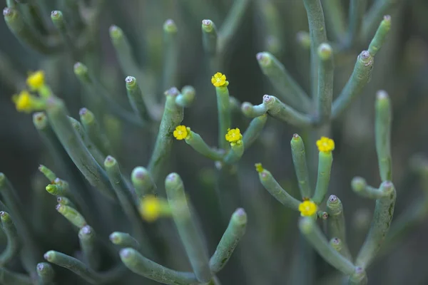 Flora Gran Canaria Euphorbia Aphylla Sprone Senza Foglie Originario Delle — Foto Stock