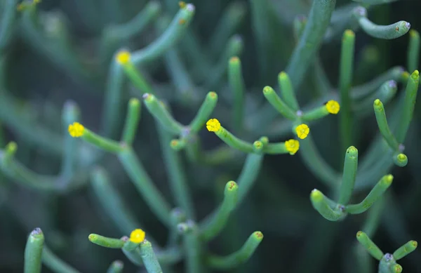 Flora Von Gran Canaria Euphorbia Aphylla Blattlose Wolfsmilch Aus Den — Stockfoto