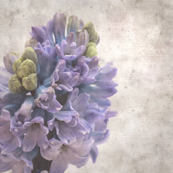 Sümbül çiçekli eski kağıt arkaplan 