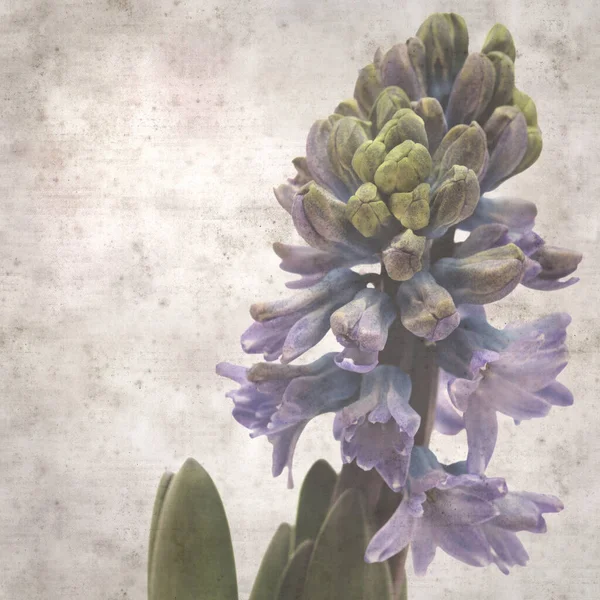 スタイリッシュな質感の古い紙の背景とヒヤシンスの開花スパイク — ストック写真