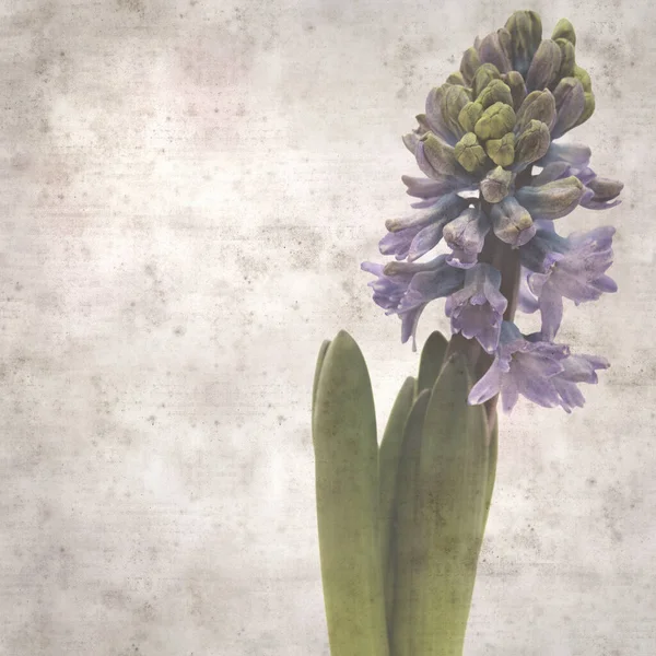 Sümbül çiçekli eski kağıt arkaplan 