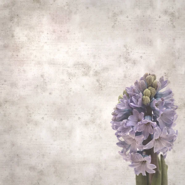 スタイリッシュな質感の古い紙の背景とヒヤシンスの開花スパイク — ストック写真