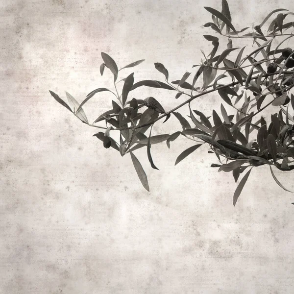 Zeytin Ağacı Dalları Olan Eski Kağıt Arkaplan — Stok fotoğraf