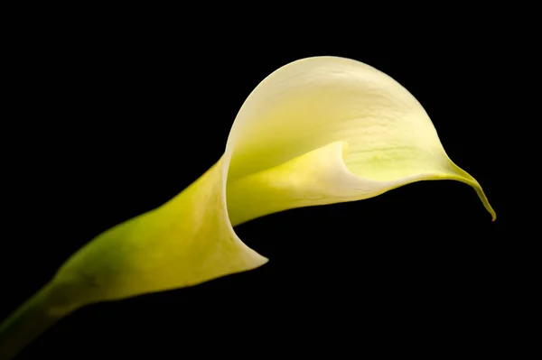 White Calla Lily Isolated Black Background — Stock Photo, Image