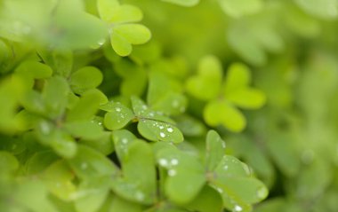 Gran Canaria 'dan Flora - Oxalis pes-caprae, Kanarya Adaları' ndaki istilacı bitki