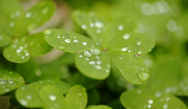 Gran Canaria 'dan Flora - Oxalis pes-caprae, Kanarya Adaları' ndaki istilacı bitki
