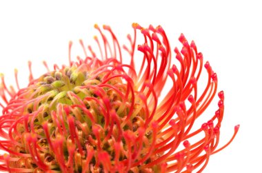 Kırmızı leucospermum, nam-ı diğer iğnelik protesi beyaz arka planda izole edilmiş. 