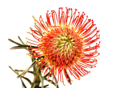 Kırmızı leucospermum, nam-ı diğer iğnelik protesi beyaz arka planda izole edilmiş. 