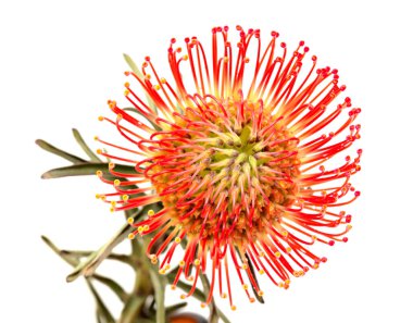 Kırmızı leucospermum, nam-ı diğer iğnelik protesi beyaz arka planda izole edilmiş. 