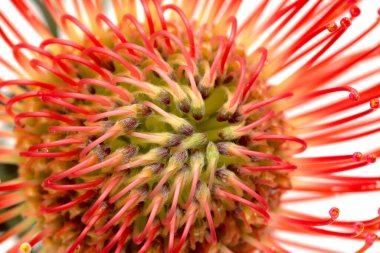 Kırmızı leucospermum, nam-ı diğer iğnelik protesi beyaz arka planda izole edilmiş. 