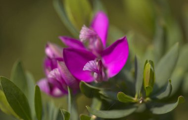 Çiçekli polygala myrtifolia, mersin yapraklı süt otu doğal makro çiçek arkaplanı