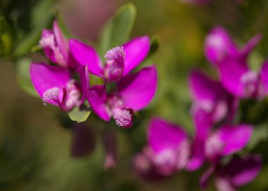 Çiçekli polygala myrtifolia, mersin yapraklı süt otu doğal makro çiçek arkaplanı