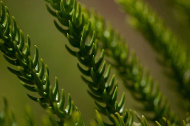 Araucaria 'nın yeşil yaprakları heterofilla doğal makro çiçekli arka plan