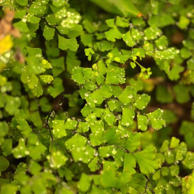 Adiantum aethiopicum namı diğer bakire saçı eğreltiotu ıslak yapraklar doğal makro çiçek arkaplanı