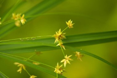 papirüs dikeni radyal yeşil yapraklar doğal makro çiçek arkaplanı