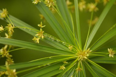 papirüs dikeni radyal yeşil yapraklar doğal makro çiçek arkaplanı