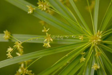 papirüs dikeni radyal yeşil yapraklar doğal makro çiçek arkaplanı