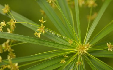 papirüs dikeni radyal yeşil yapraklar doğal makro çiçek arkaplanı