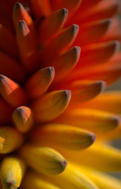 Aloe, turuncu, kırmızı ve sarı çiçekli, doğal makro çiçek arkaplanlı parlak cildini bozar.