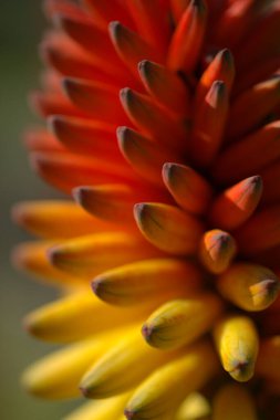 Aloe, turuncu, kırmızı ve sarı çiçekli, doğal makro çiçek arkaplanlı parlak cildini bozar.