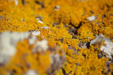 Crassula Arborescens nam-ı diğer Gümüş Yeşim Bitkisi Sulu doğal makro çiçek arkaplanı bırakır