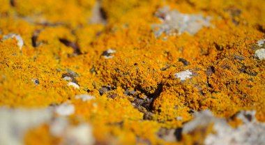 Crassula Arborescens nam-ı diğer Gümüş Yeşim Bitkisi Sulu doğal makro çiçek arkaplanı bırakır