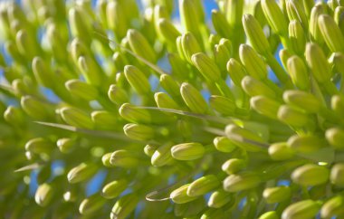 Agave attenuata, Foxtail agave, doğal makro çiçekli arka plan