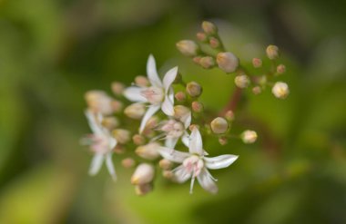 Crassula ovata 'nın küçük pembe ve kırmızı çiçekleri, para ağacı, doğal çiçek arkaplanı.