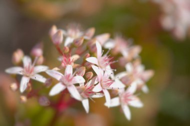 Crassula ovata 'nın küçük pembe ve kırmızı çiçekleri, para ağacı, doğal çiçek arkaplanı.