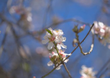 Gran Canaria 'nın Bahçeciliği - Tejeda' da Ocak ayında açan badem ağaçları, makro çiçekli arka plan