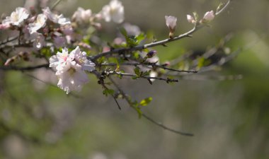 Gran Canaria 'nın Bahçeciliği - Tejeda' da Ocak ayında açan badem ağaçları, makro çiçekli arka plan
