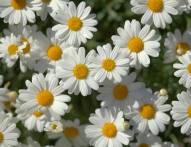 Gran Canaria 'dan Flora - Argyranthemum, Marguerite papatya Kanarya Adalarına endemik