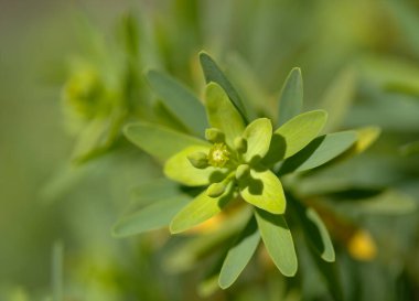 Gran Canaria 'dan Flora - Euphorbia balsamifera' nın küçük yeşil çiçekleri, balsam sosu, Kanarya Adaları 'na özgü ve Lanzarote' nin çiçek sembolü