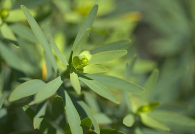 Gran Canaria 'dan Flora - Euphorbia balsamifera' nın küçük yeşil çiçekleri, balsam sosu, Kanarya Adaları 'na özgü ve Lanzarote' nin çiçek sembolü