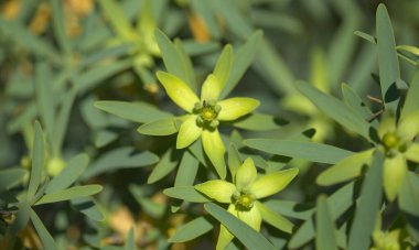 Gran Canaria 'dan Flora - Euphorbia balsamifera' nın küçük yeşil çiçekleri, balsam sosu, Kanarya Adaları 'na özgü ve Lanzarote' nin çiçek sembolü