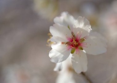 Gran Canaria 'nın Bahçeciliği - Tejeda' da Ocak ayında açan badem ağaçları, makro çiçekli arka plan
