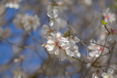 Gran Canaria 'nın Bahçeciliği - Tejeda' da Ocak ayında açan badem ağaçları, makro çiçekli arka plan