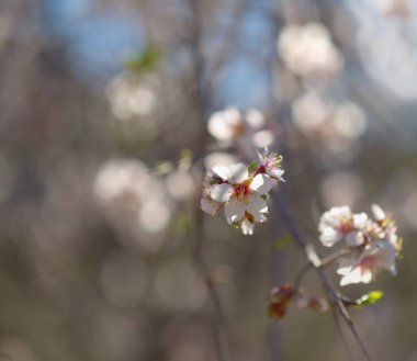 Gran Canaria 'nın Bahçeciliği - Tejeda' da Ocak ayında açan badem ağaçları, makro çiçekli arka plan