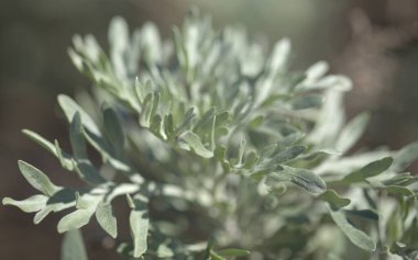 Gran Canaria 'dan Flora - Artemisia thuscula, kanarya pelin çiçeği, doğal makro çiçek arkaplanı