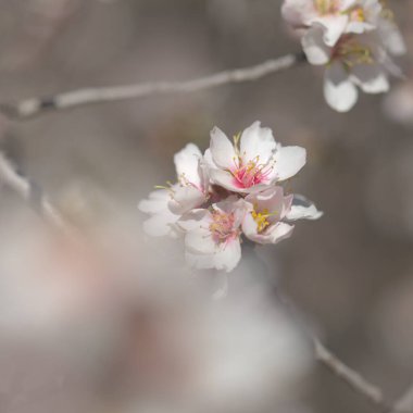 Gran Canaria 'nın Bahçeciliği - Tejeda' da Ocak ayında açan badem ağaçları, makro çiçekli arka plan